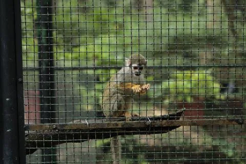 Squirrel monkey sitting inside wire cage enclosure Stock Photos