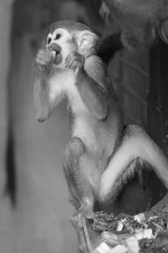 Squirrel monkey sitting on a ledge, holding food in its hands, with a blurr.. Stock Photos