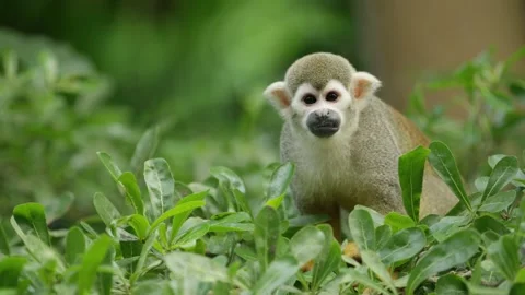 Squirrel monkey sitting on a tree and looks around, warm and sunny day, Stock Footage 250782764