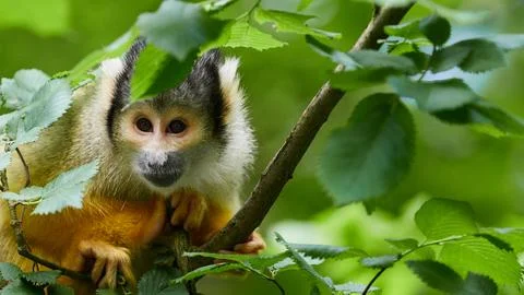 Squirrel monkey sitting on tree branch in green forest foliage, format banner Stock Photos