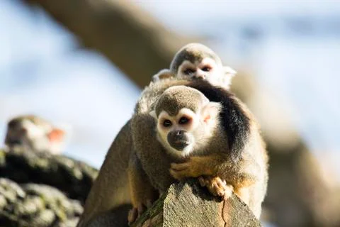 Squirrel monkey sitting on treetrunk Stock Photos