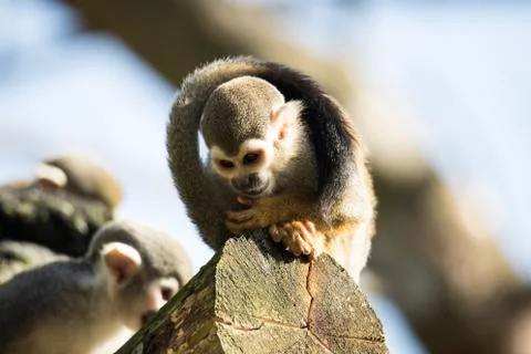 Squirrel monkey sitting on treetrunk Foto stock