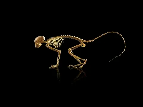 Squirrel Monkey skeleton Stock Photos
