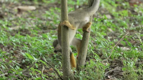 Squirrel Monkey Skillfully Maneuvering Between Thin Tree Trunks Stock Footage 334963501