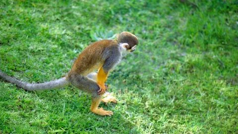 Squirrel monkey standing in a funny pose Stock Photos