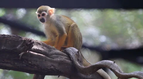 Squirrel Monkey on tree branch. Stock Footage 40942724