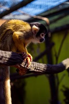 Squirrel Monkey on a Tree Branch Stock Photos