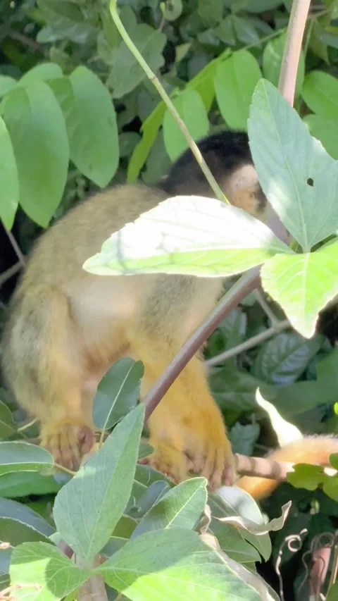 Squirrel Monkey in Tree Branches Pampas del Yacuma Bolivia 스톡 동영상 338104340