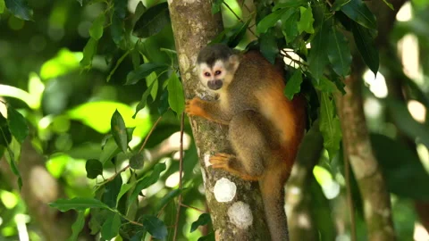 Squirrel monkey in a tree looking around at manuel antonio Stock Footage 175228011