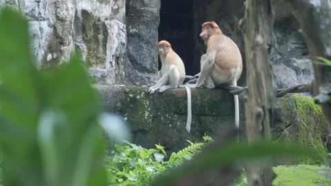 A squirrel monkey, in a tree, looks around Stock Footage 229993360