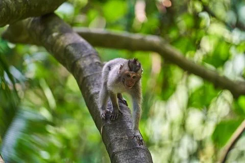 Squirrel monkey on a tree in the rainforest of Costa Rica Stock Photos