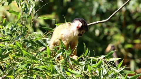Squirrel Monkey in a tree, Saimiri Sciureus Stock Footage 220482488
