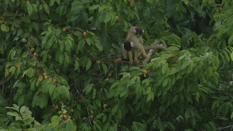Squirrel Monkey in trees with juvenile on its back Stock Footage 116652877