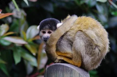 Squirrel monkey waiting Stock Photos