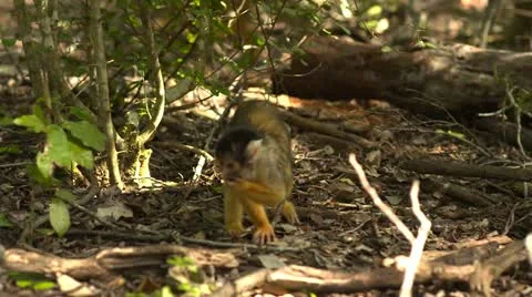 Squirrel monkey walking Stock Footage 10979652