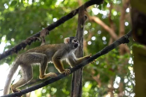 Squirrel monkey walking on rope in jungle Stock Photos