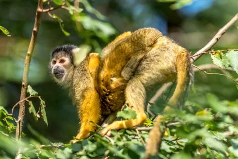 Squirrel monkey with young on its back Stock Photos