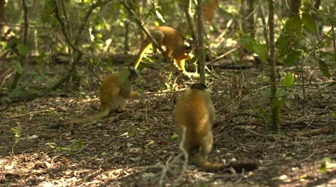 Squirrel monkeys eating together Stock Footage 10979666