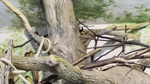 Squirrel monkeys Stock Footage 297081020