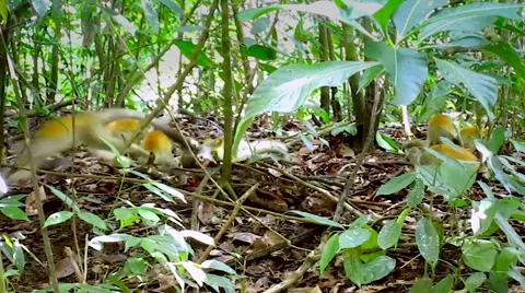 Squirrel Monkeys jump and play in the jungles of Manuel Antonio, Costa Rica. Stock Footage 41270605