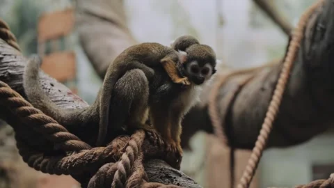 Squirrel monkeys. Monkey mom and baby jumping from a branch. Stock Footage 316832520