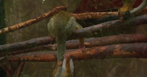 Squirrel monkeys play and jump on branches in the zoo's enclosure. Curious Stock Footage 277436783