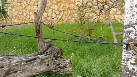 Squirrel monkeys playing in a zoo Stockbeeldmateriaal 96432327