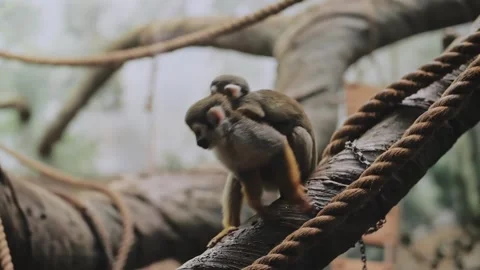 Squirrel monkeys Saimiri sciureus. A family of monkeys Stock Footage 316832491