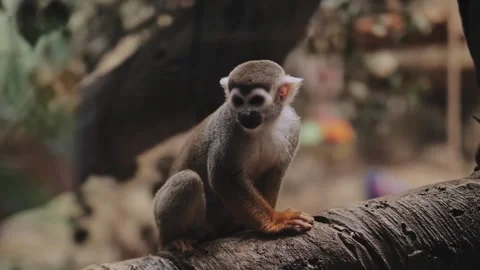 Squirrel monkeys Saimiri sciureus in the zoo. Loneliness. Stock Footage 316832526