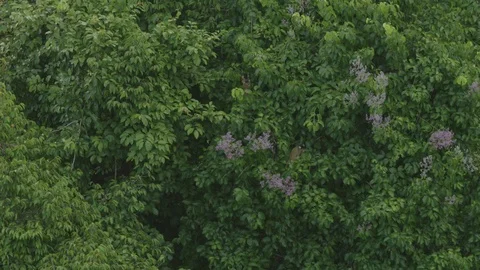 Squirrel Monkeys in trees Stock Footage 116651215