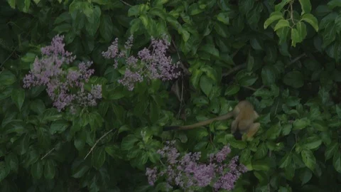 Squirrel Monkeys in trees, foraging Stock Footage 116652436