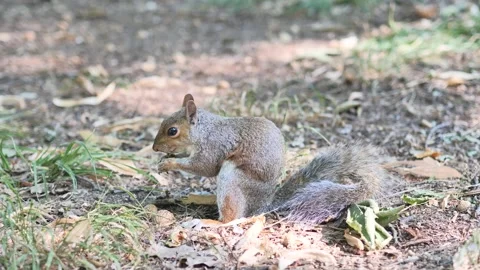 Squirrel in Monza park Stock Footage 201457403