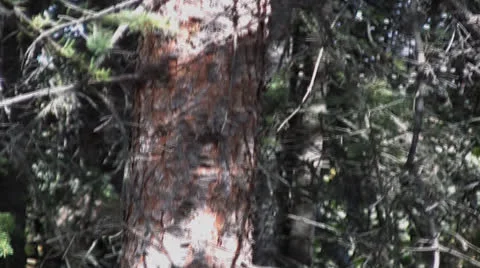 Squirrel (Moose sequence) Stock Footage 24721473