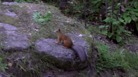 Squirrel in morning forest Stock Footage 159532083