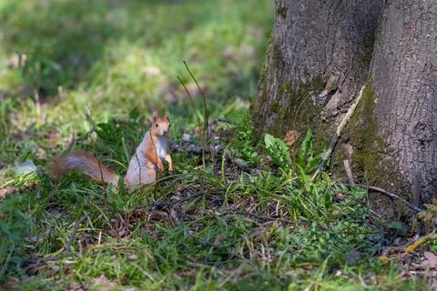 Squirrel on moss. Nestled squirrel sitting near mossy oak. Alert red squirr.. Stock Photos