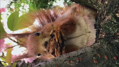 Squirrel mother eats walnuts in the spring on blooming sakura. vertical video Stock Footage 154254072