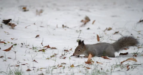 Squirrel in motion captured in a series of dynamic poses, showcasing agility and Stock Footage 317551323