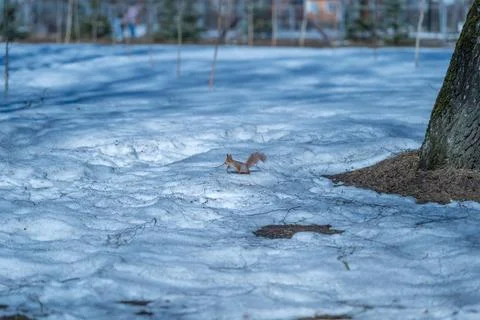 Squirrel in motion. Fastmoving squirrel traverses melting snowdrifts. Energ.. Stock Photos