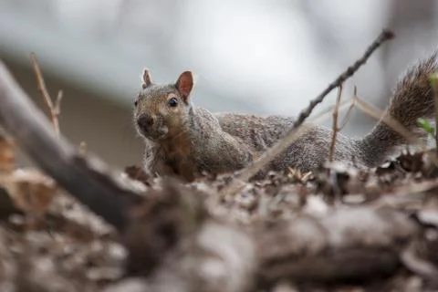 Squirrel on the move Stock Photos