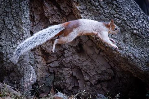 Squirrel on the Move Stock Photos