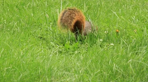 Squirrel moves around Stock Footage 8777656