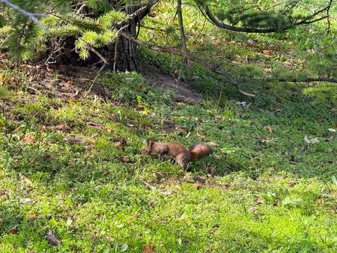 Squirrel moving across forest floor. Energy, instinct, and daily activity of  Stock Photos
