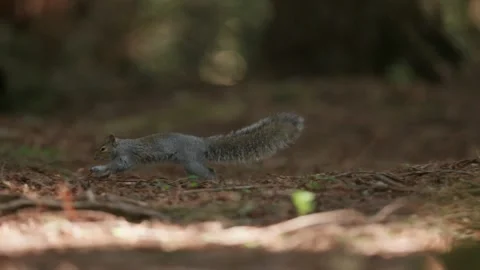 Squirrel Moving Across a Mossy Tree Stump in the Redwood Forest 库存影片 331108175