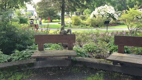 Squirrel Moving and Playing on a Wooden bench in a Parc with Amazing Landscaping Stock Footage 280949944