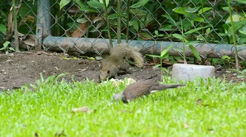 Squirrel moving to the food Stock Footage 53625842