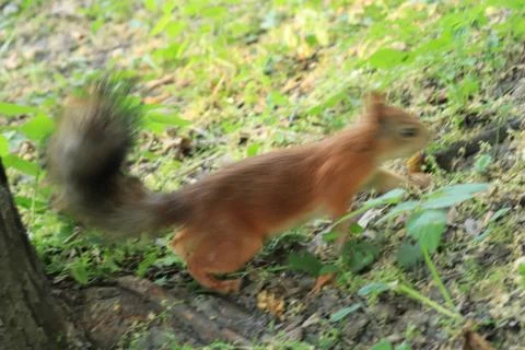 Squirrel moving on the ground. Wool dynamic trajectory motion. Stock Photos