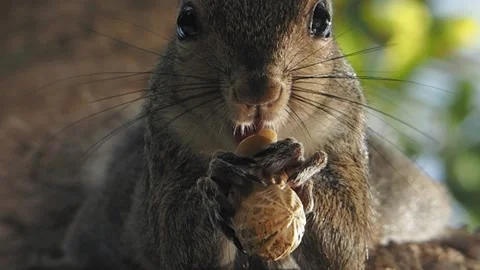 Squirrel Mucnches on a peanut Vidéo 140698957