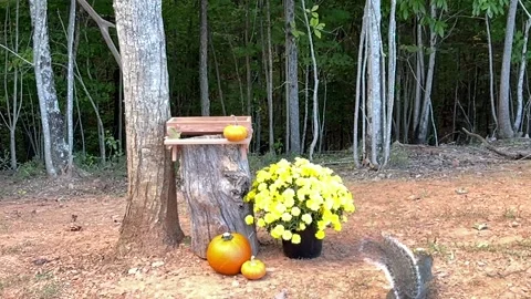 Squirrel &amp; The Mum Stock Footage 218460548