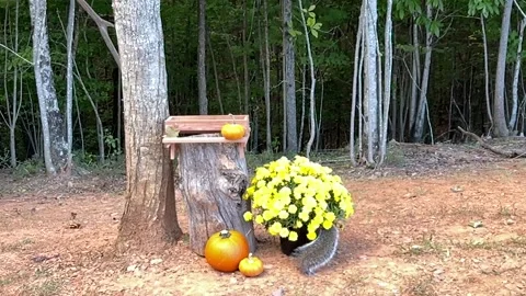 Squirrel &amp; Mum Part II Stock Footage 218460559
