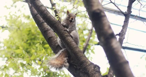 A squirrel munches on a nut Stock Footage 128095947